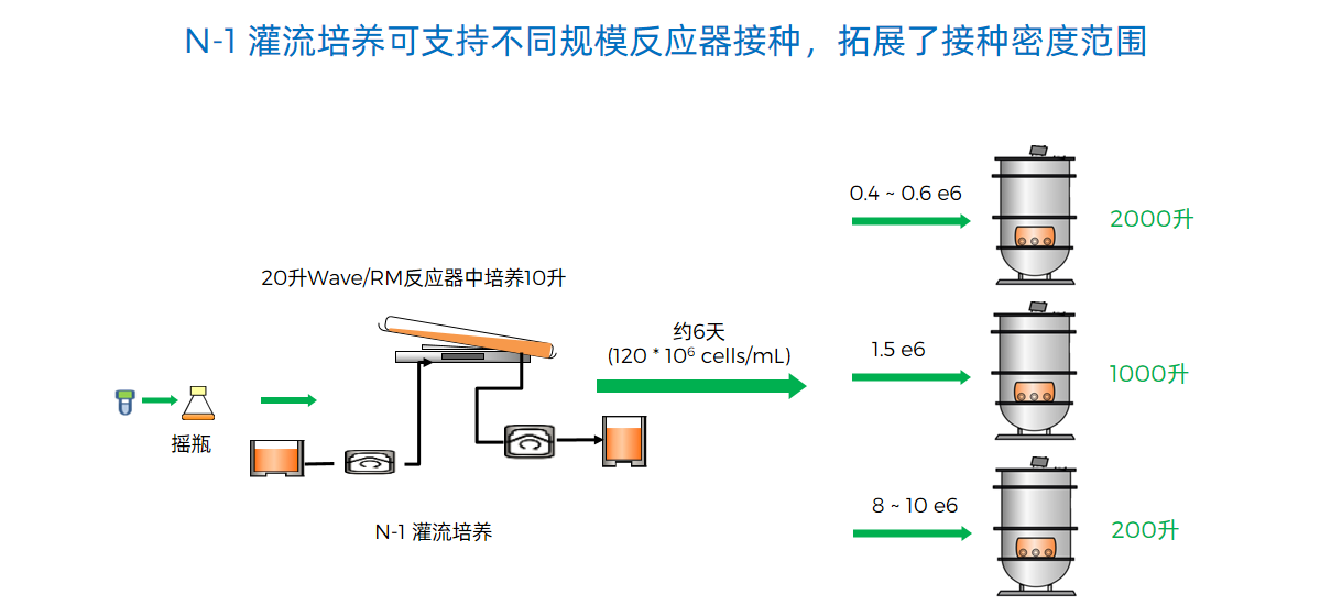 N-1 灌流培养可支持不同规模反应器接种，拓展了接种密度范围